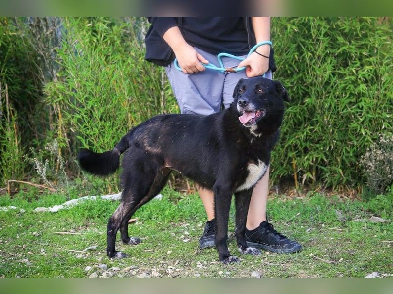 Nera, Labrador-Mix - freundlich und sozial