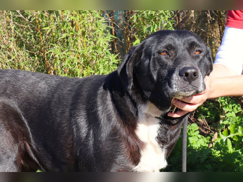Josephine, Labrador-Mix, lieb und sozial