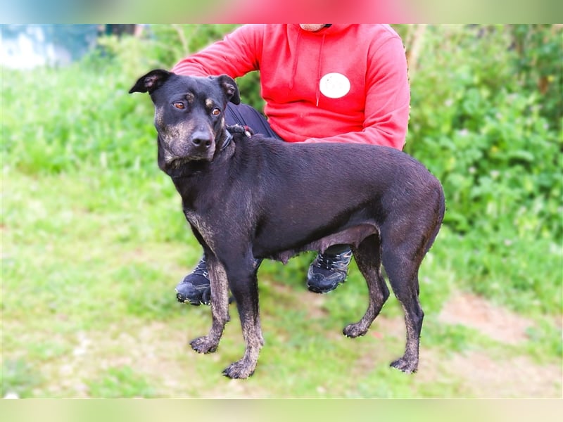 Socha, Mix Labrador / Schäferhund , lieb und verträglich
