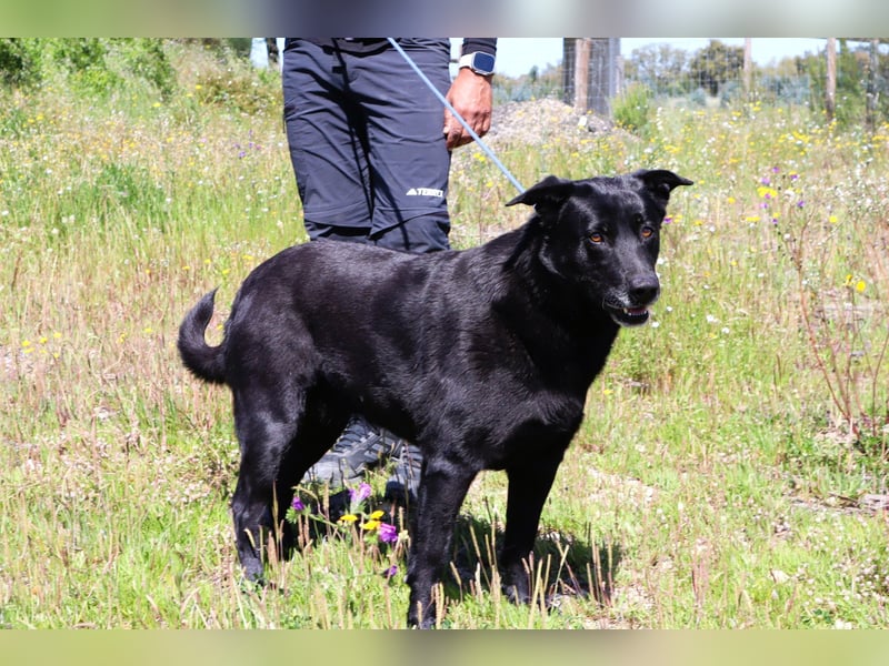 Laura, Labrador-Mix, lieb und sozial