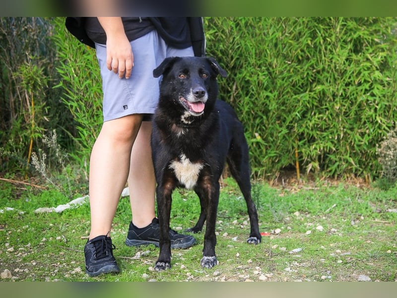 Nera, Labrador-Mix - freundlich und sozial
