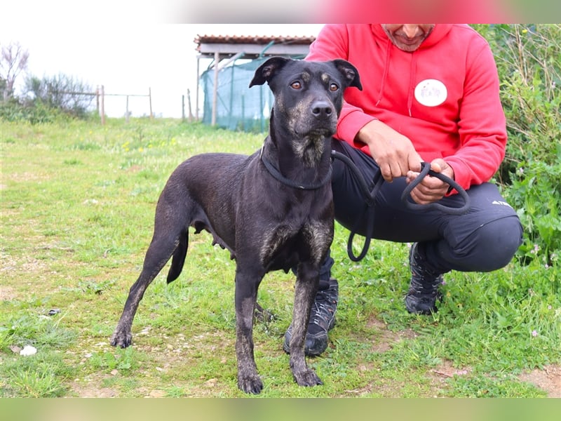 Socha, Mix Labrador / Schäferhund , lieb und verträglich