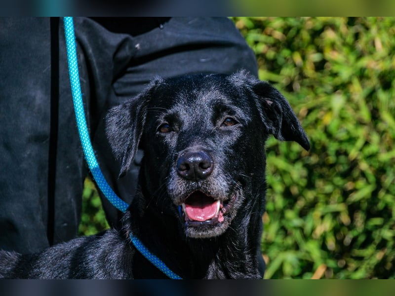 Cindy, Labrador-Mix, lieb und sozial