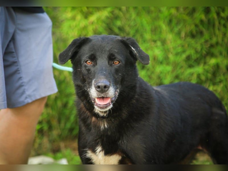 Nera, Labrador-Mix - freundlich und sozial