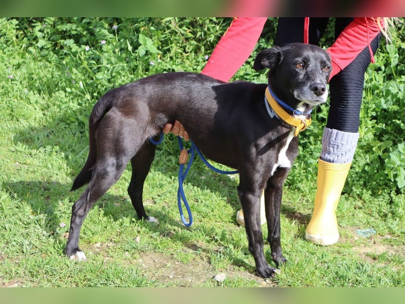 Suri, Labrador-Mix, lieb und verträglich