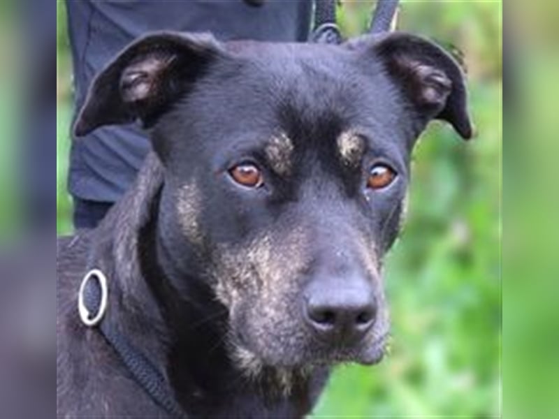 Socha, Mix Labrador / Schäferhund , lieb und verträglich