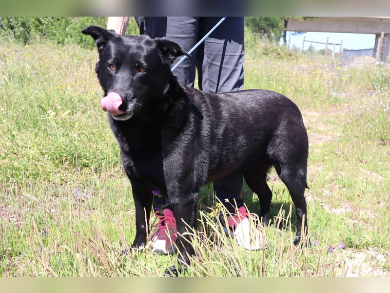 Laura, Labrador-Mix, lieb und sozial