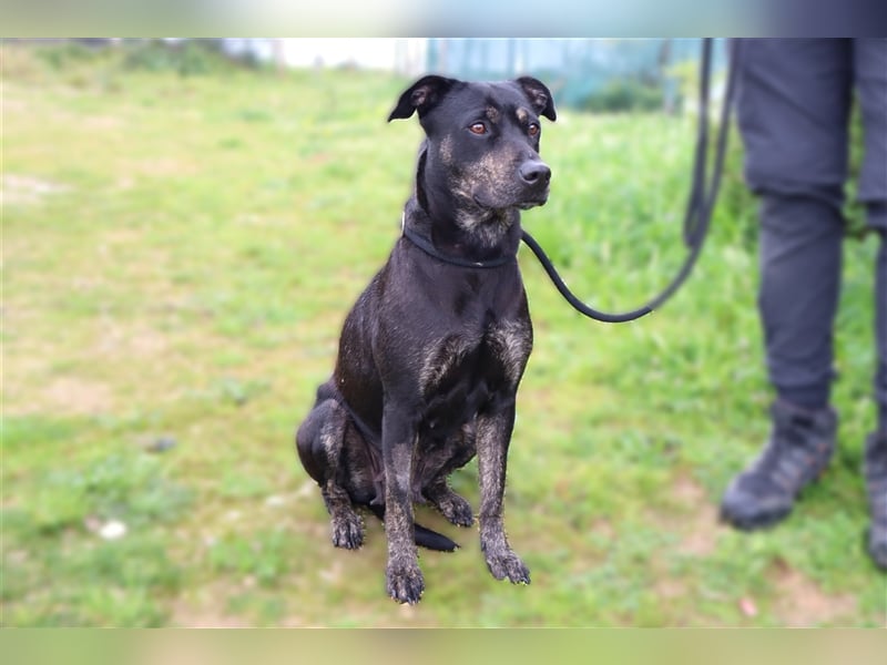 Socha, Mix Labrador / Schäferhund , lieb und verträglich