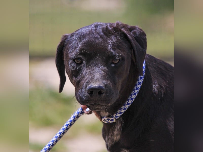 Alma,  Labrador-Mix, lieb und sozial