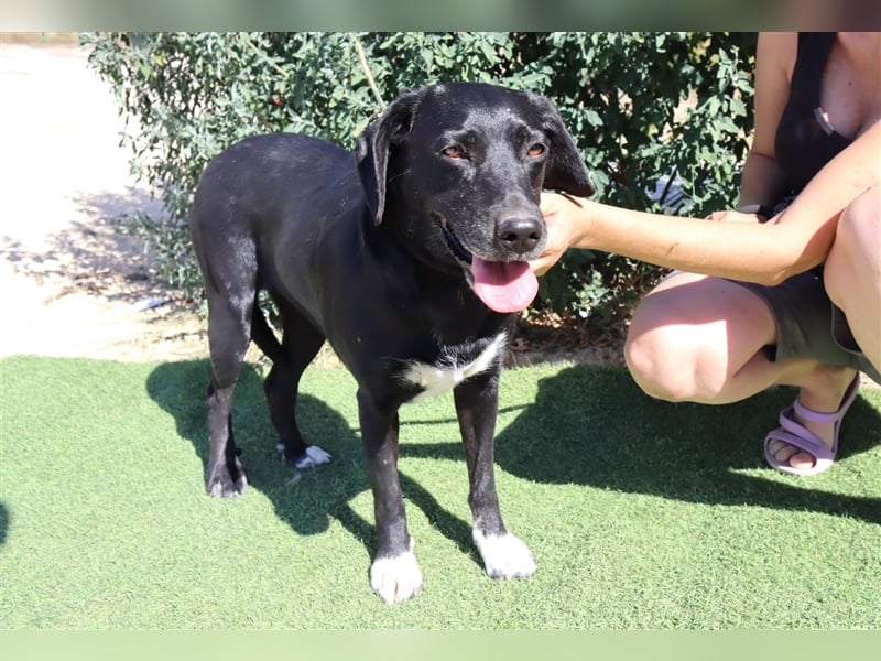Antoniette, Labrador-Mix  , lieb und verträglich