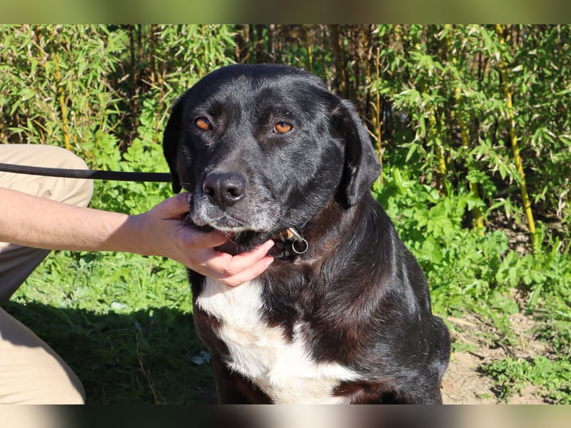 Josephine, Labrador-Mix, lieb und sozial