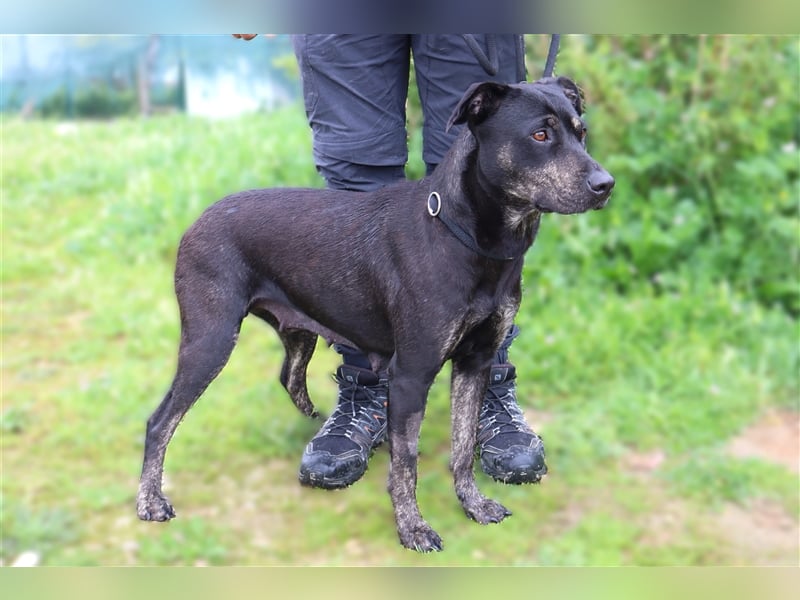 Socha, Mix Labrador / Schäferhund , lieb und verträglich
