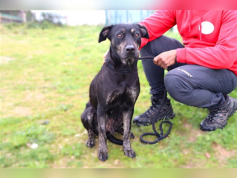 Socha, Mix Labrador / Schäferhund , lieb und verträglich