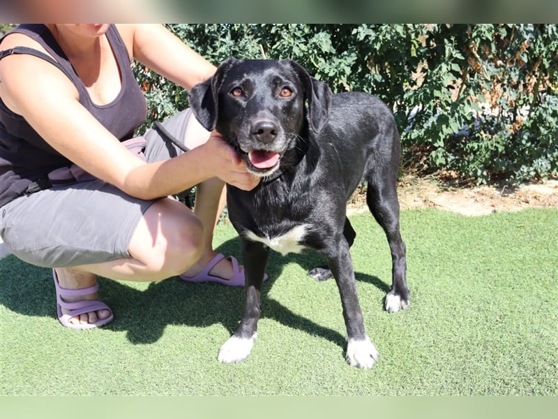 Antoniette, Labrador-Mix  , lieb und verträglich