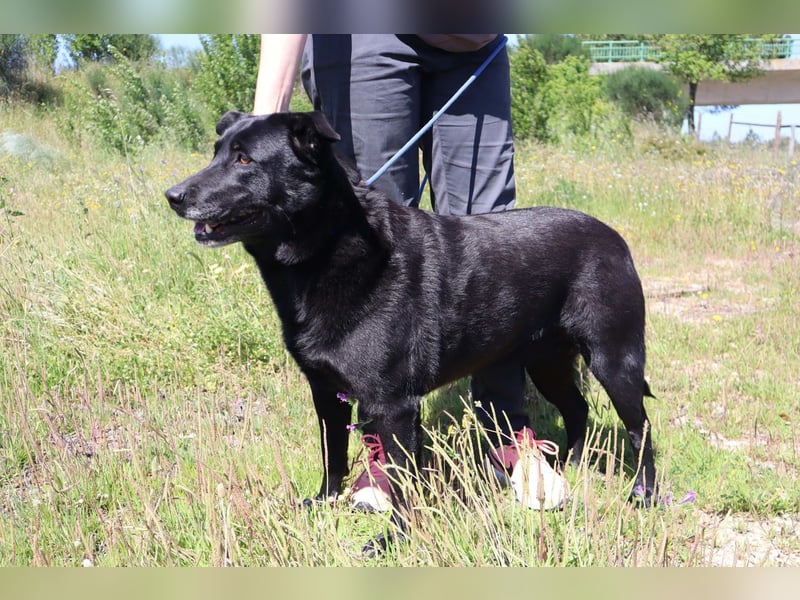 Laura, Labrador-Mix, lieb und sozial