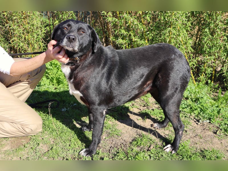Josephine, Labrador-Mix, lieb und sozial