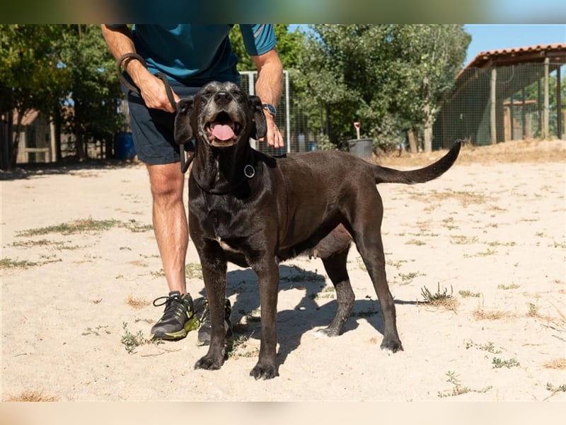Milla, Labrador-Mix , lieb und verträglich