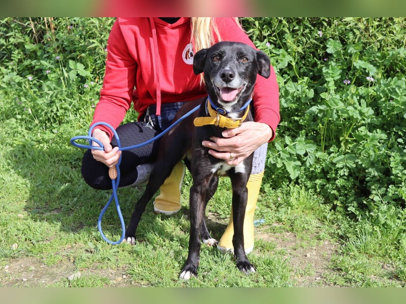 Suri, Labrador-Mix, lieb und verträglich