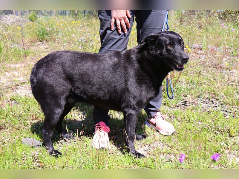 Laura, Labrador-Mix, lieb und sozial