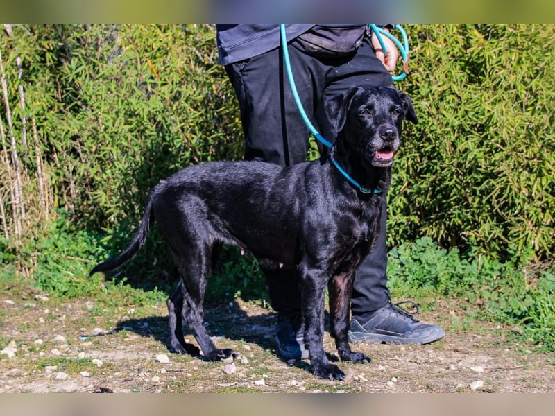 Cindy, Labrador-Mix, lieb und sozial