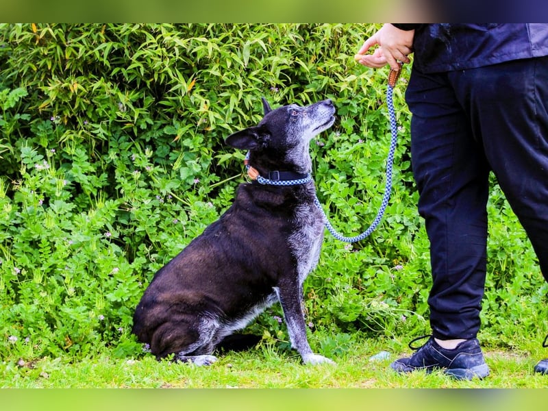 Dolly  - Mix Labrador / Schäferhund, lieb und verträglich