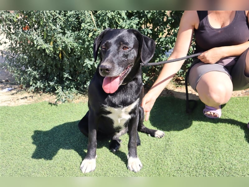 Antoniette, Labrador-Mix  , lieb und verträglich