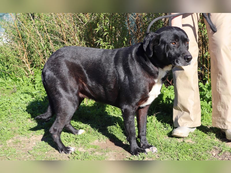 Josephine, Labrador-Mix, lieb und sozial