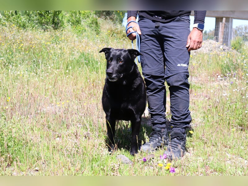 Laura, Labrador-Mix, lieb und sozial