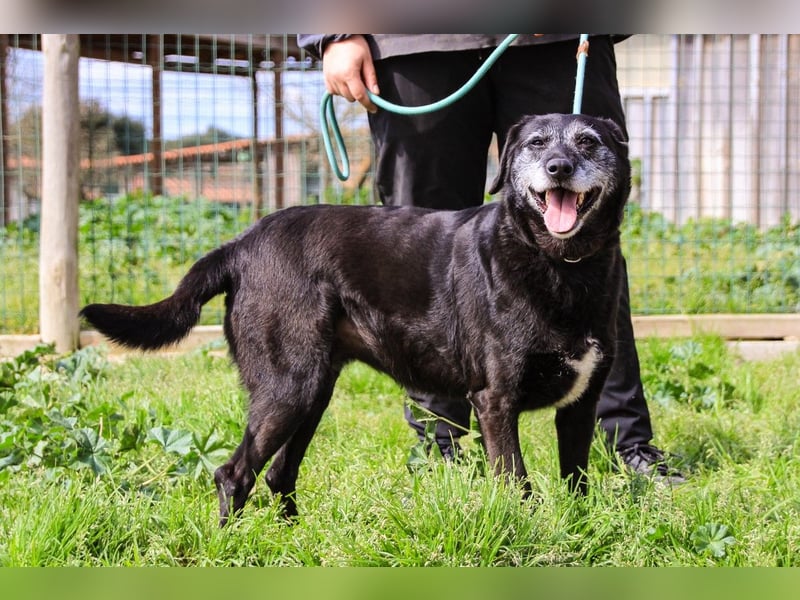 Dorothy  - Labrador-Mix, lieb und verträglich