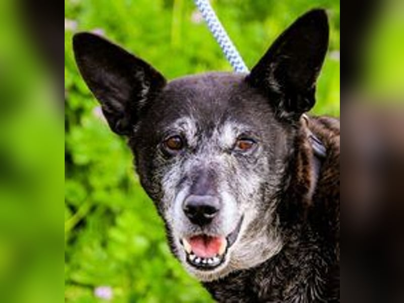 Dolly  - Mix Labrador / Schäferhund, lieb und verträglich