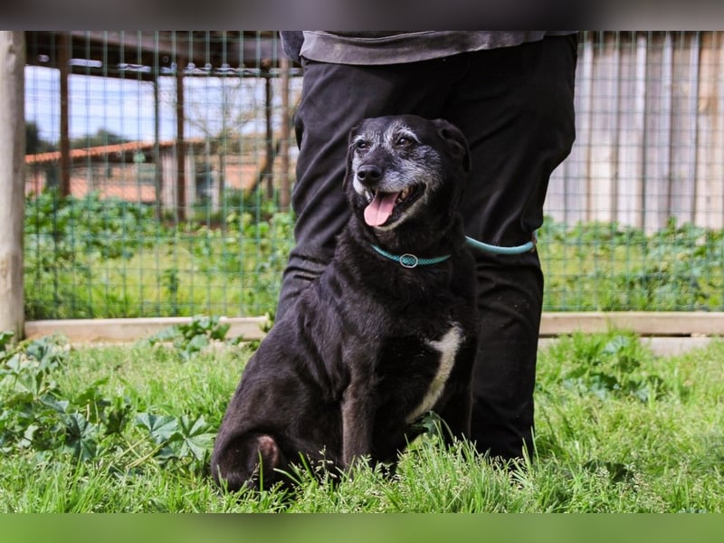 Dorothy  - Labrador-Mix, lieb und verträglich