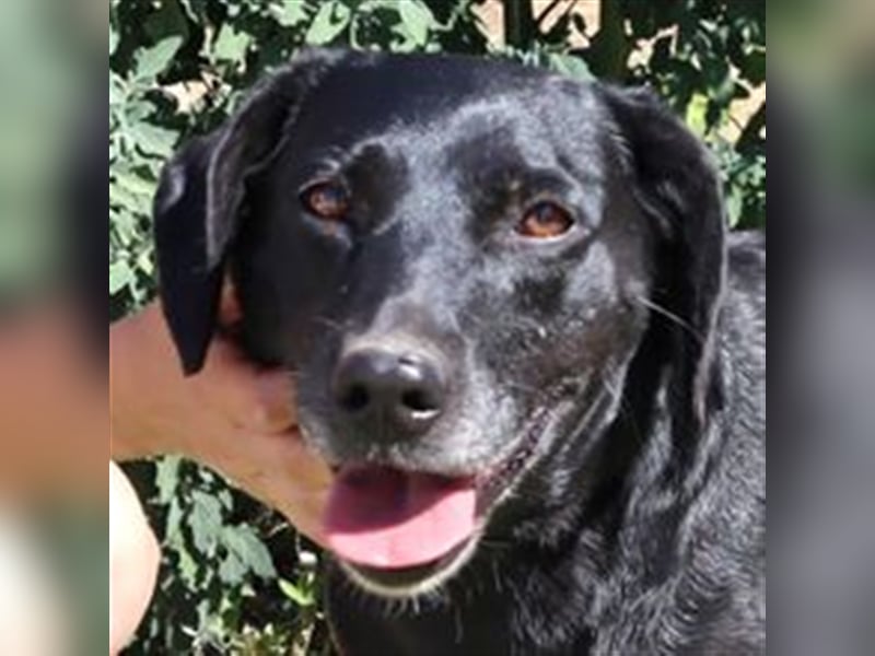 Antoniette, Labrador-Mix  , lieb und verträglich