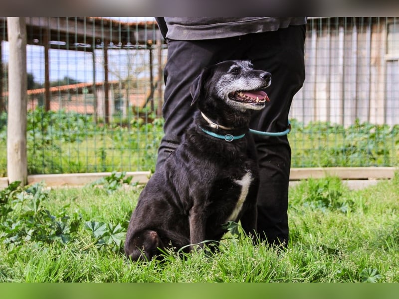 Dorothy  - Labrador-Mix, lieb und verträglich