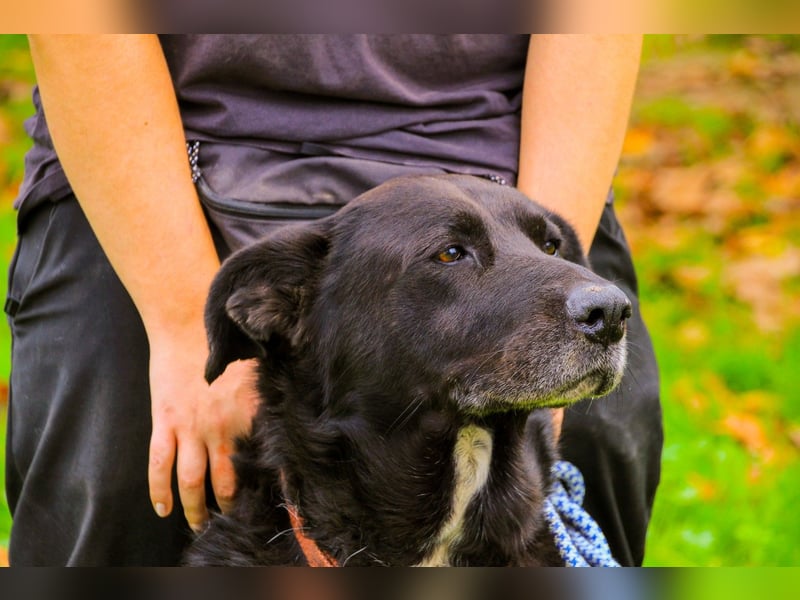 Dota, Labrador-Mix, lieb und sozial