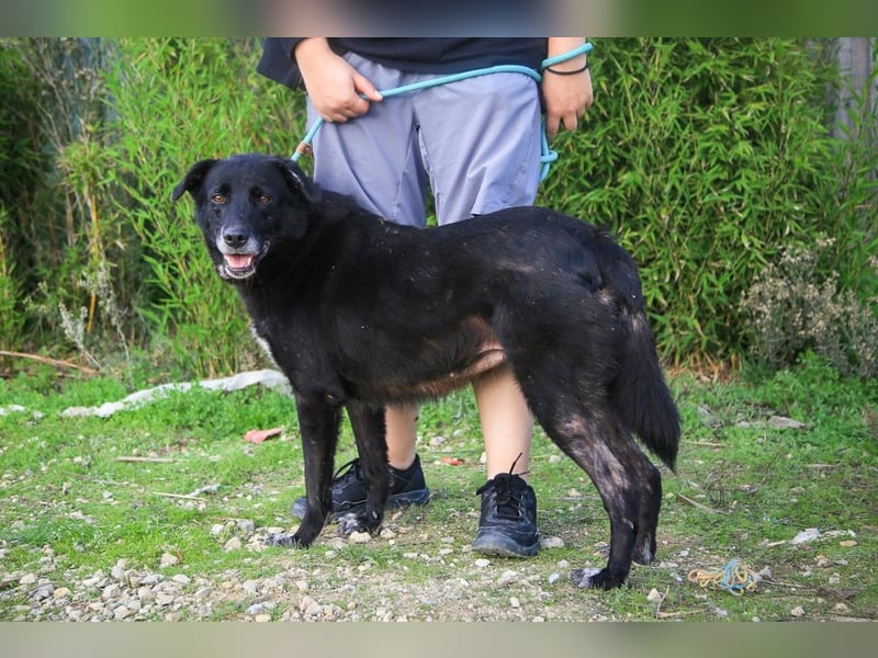 Nera, Labrador-Mix - freundlich und sozial