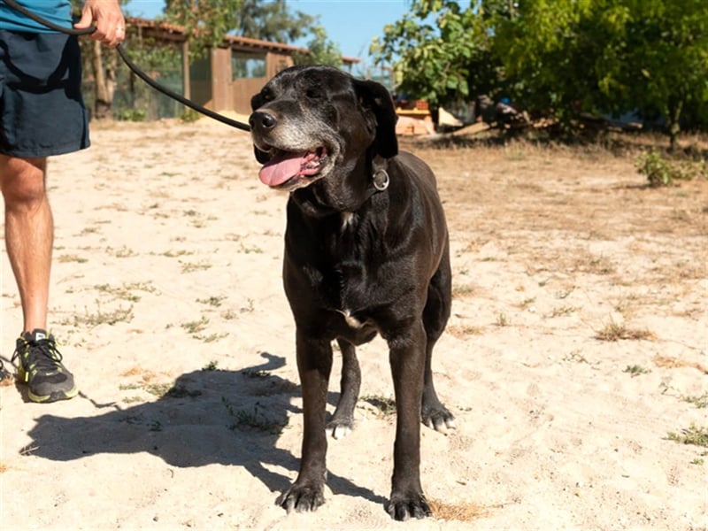 Milla, Labrador-Mix , lieb und verträglich