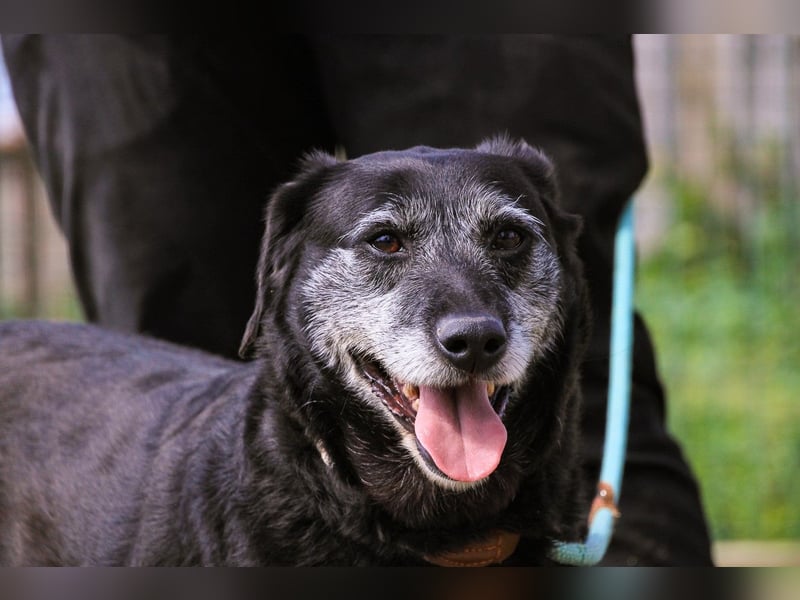 Dorothy  - Labrador-Mix, lieb und verträglich