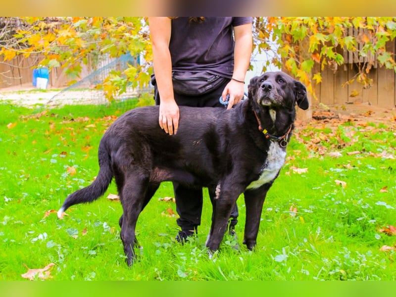 Dota, Labrador-Mix, lieb und sozial