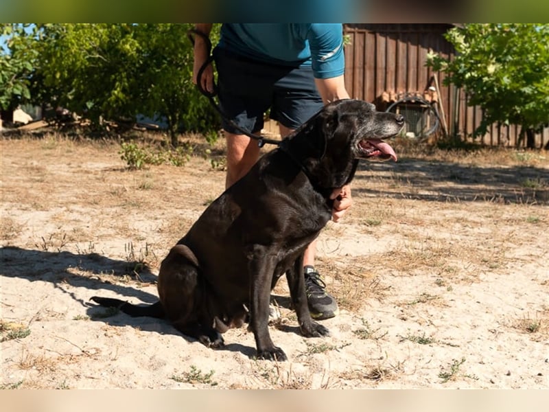 Milla, Labrador-Mix , lieb und verträglich