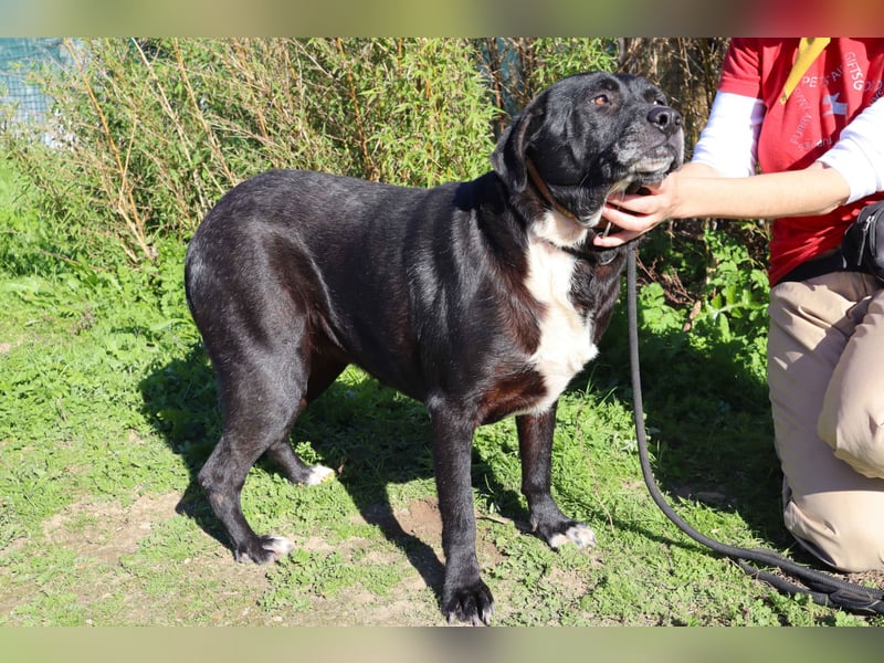 Josephine, Labrador-Mix, lieb und sozial