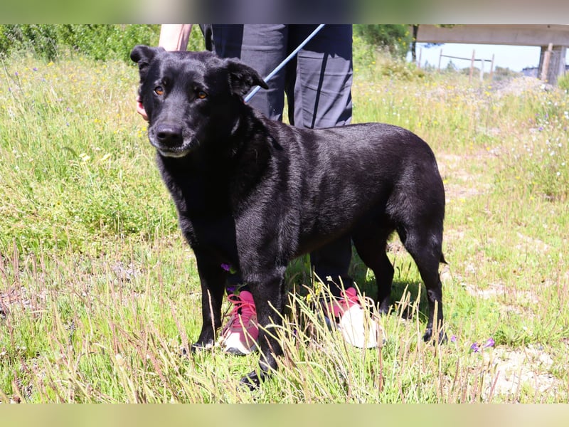 Laura, Labrador-Mix, lieb und sozial