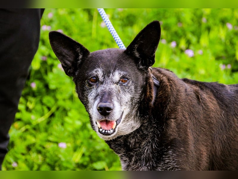 Dolly  - Mix Labrador / Schäferhund, lieb und verträglich