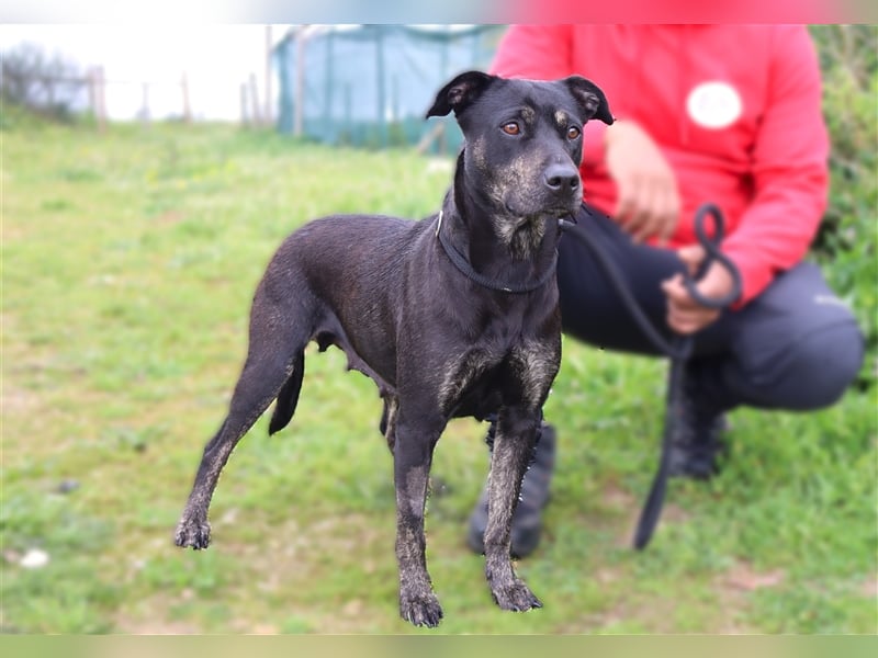 Socha, Mix Labrador / Schäferhund , lieb und verträglich