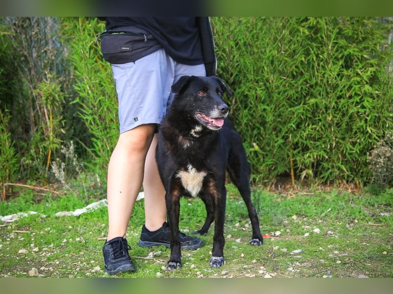 Nera, Labrador-Mix - freundlich und sozial