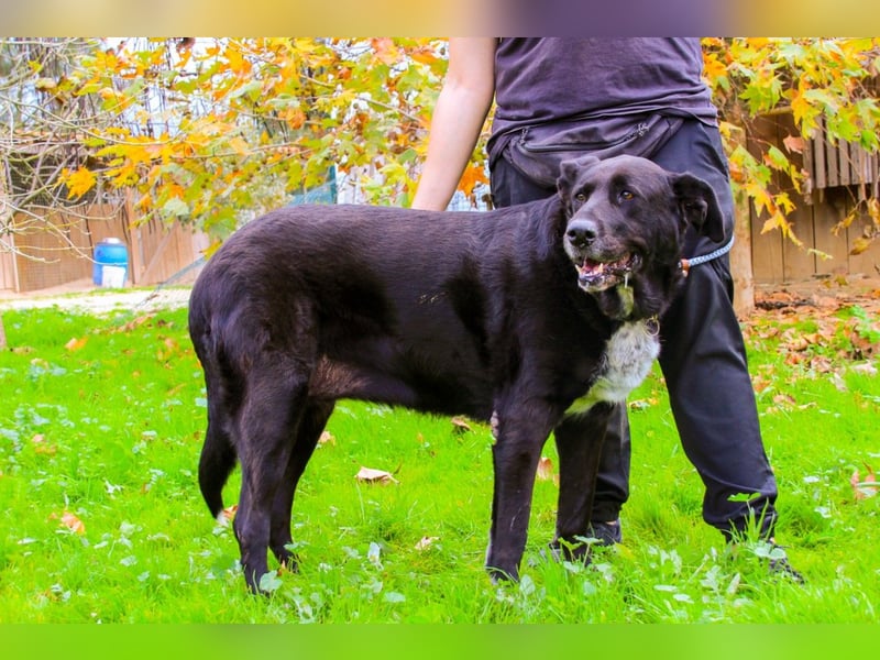 Dota, Labrador-Mix, lieb und sozial