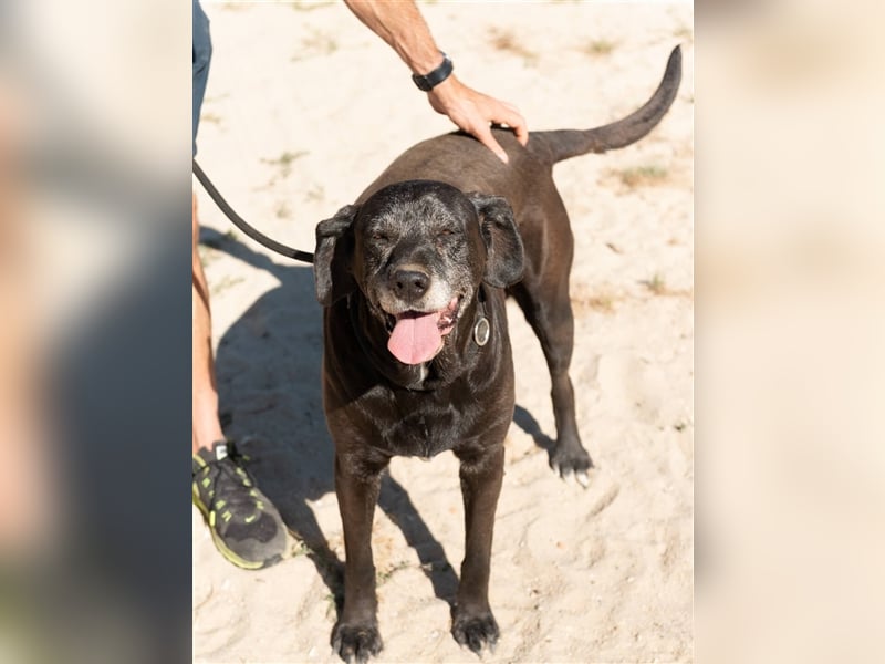 Milla, Labrador-Mix , lieb und verträglich