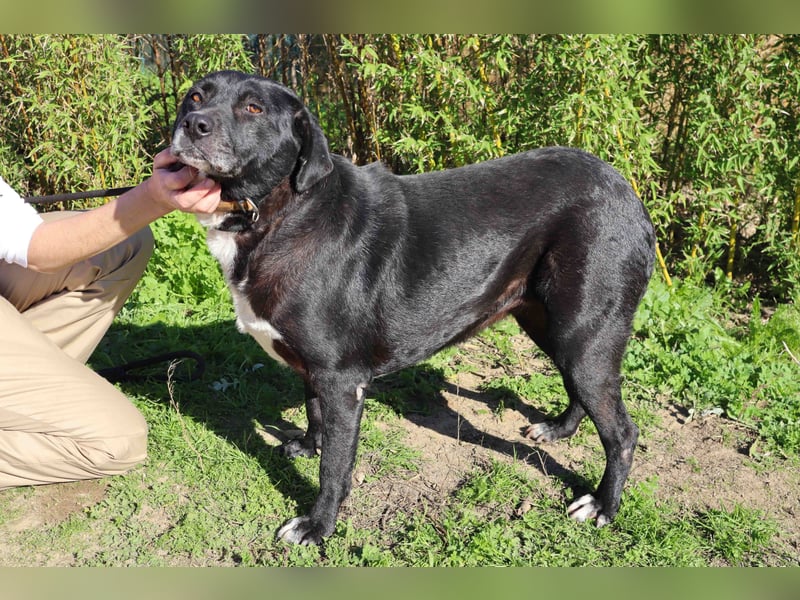 Josephine, Labrador-Mix, lieb und sozial