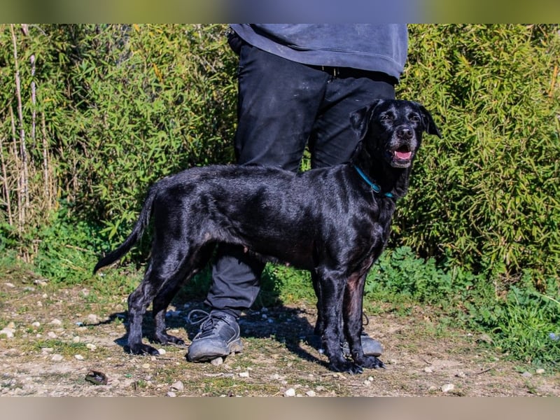 Cindy, Labrador-Mix, lieb und sozial