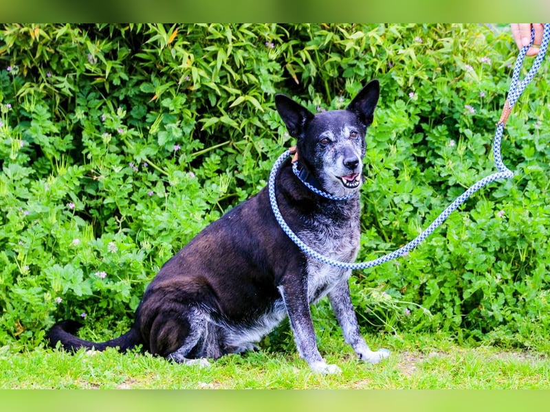 Dolly  - Mix Labrador / Schäferhund, lieb und verträglich