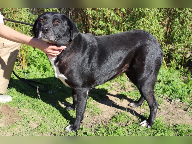 Josephine, Labrador-Mix, lieb und sozial